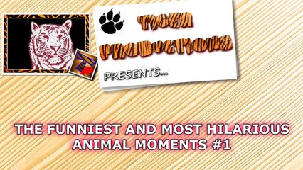 The funniest and most hilarious ANIMAL videos #1 - Funny animal compilation - Watch & laugh!