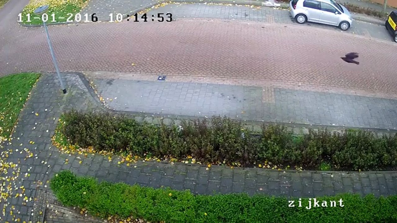 Cet oiseau malchanceux se prend un réverbère en...
