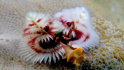 10 Animals You Won't Believe Actually Exist