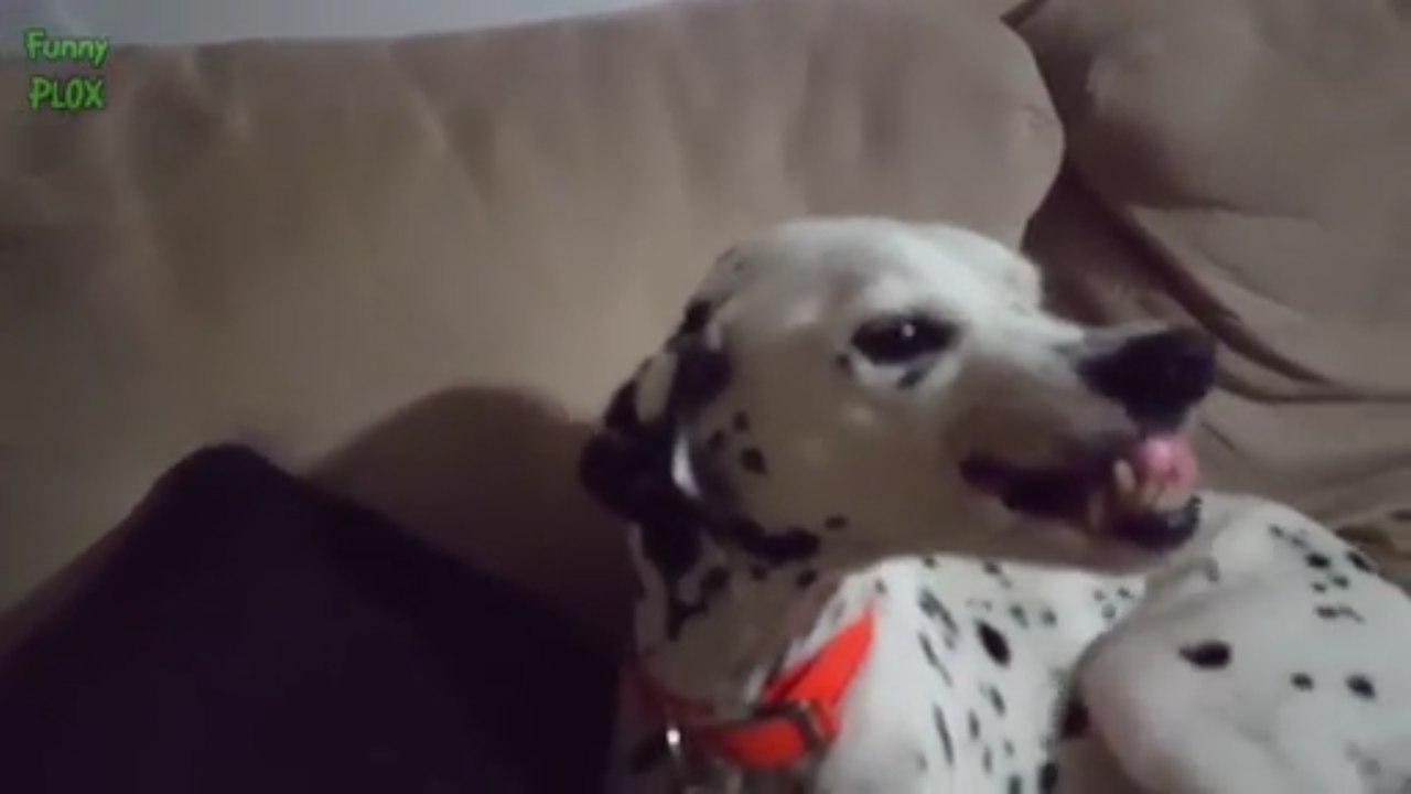 Top 10 Funny Guilty Dogs Best Video New