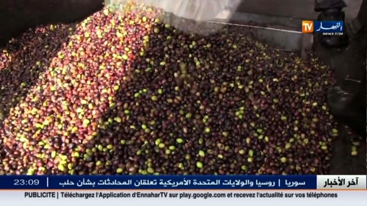 بجاية  عوامل مناخية وإنسانية وراء إنخفاض محصول زيت الزيتون