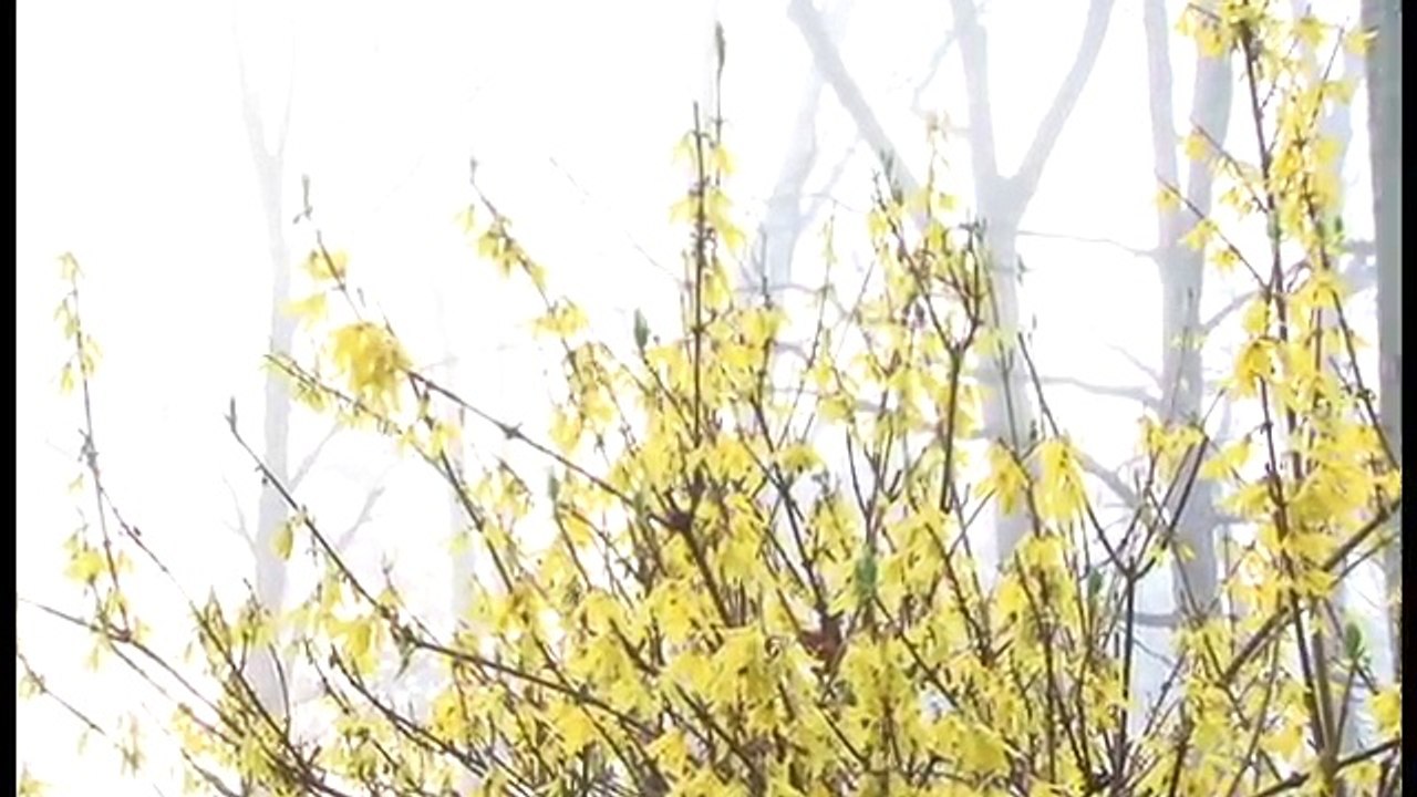 Classical music for children- Grieg for babies, toddlers, preschoolers-Grieg