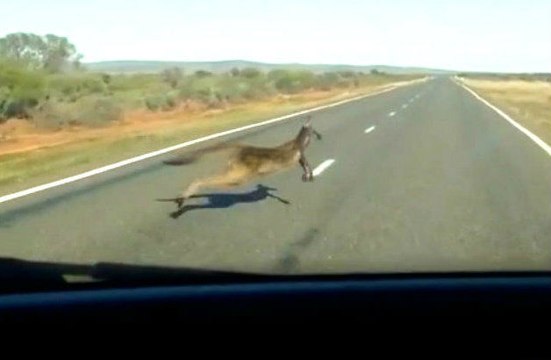 Yola Atlayan Kanguru Arabanın Altında Kaldı