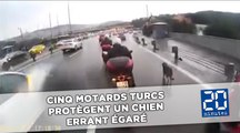 Cinq motards turcs protègent un chien errant égaré