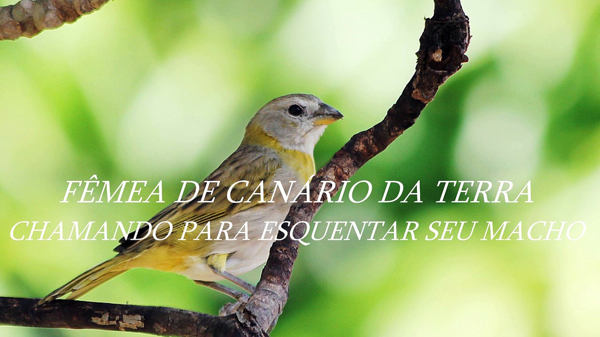 FÊMEA DE CANÁRIO DA TERRA CHAMANDO PARA ESQUENTAR SEU MACHO - Vídeo  Dailymotion