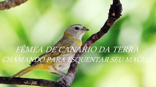 FÊMEA DE CANÁRIO DA TERRA CHAMANDO PARA ESQUENTAR SEU MACHO