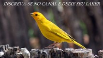 O CANTO DO CANÁRIO DA TERRA CANTO CLASSICO