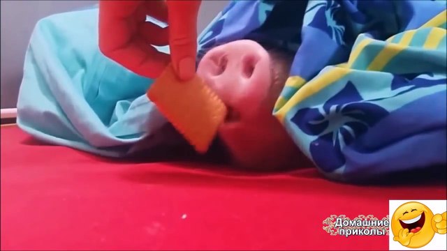 Самые смешные приколы с животными октябрь 2016 (2)The most funny jokes with animals October 2016 (2)