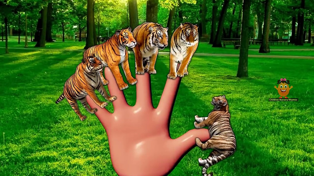 TIGER FINGER FAMILY Nursery Rhyme | TIGER Finger Family Song - Childrens Songs HD