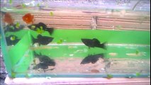 Criação de peixes, platy, colisa, betta, espada, gupppy, kinguios e outros.