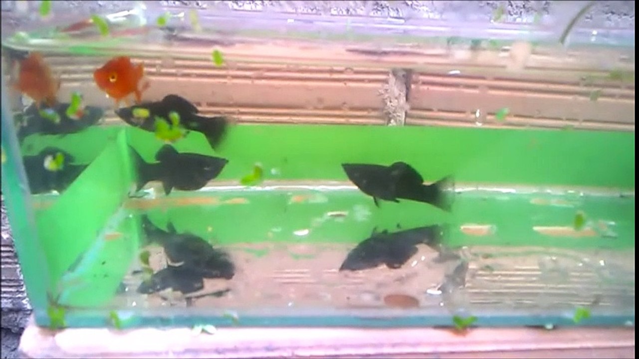 Criação de peixes, platy, colisa, betta, espada, gupppy, kinguios e outros.