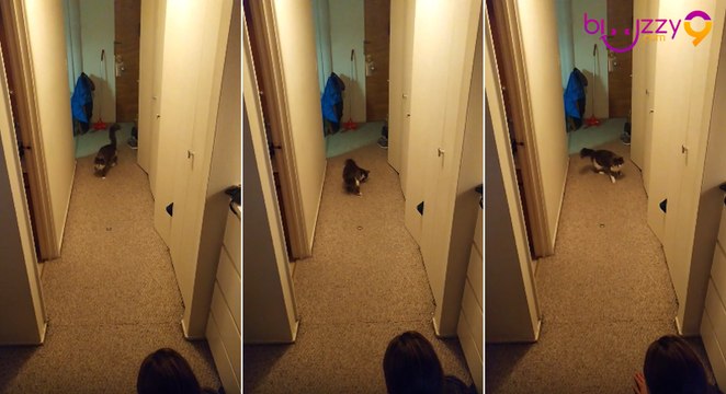 Ce chat aime jouer avec un attache de câble !