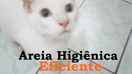 Areia higienica para gatos