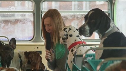 Cães têm ônibus especial para passeio turístico em Londres
