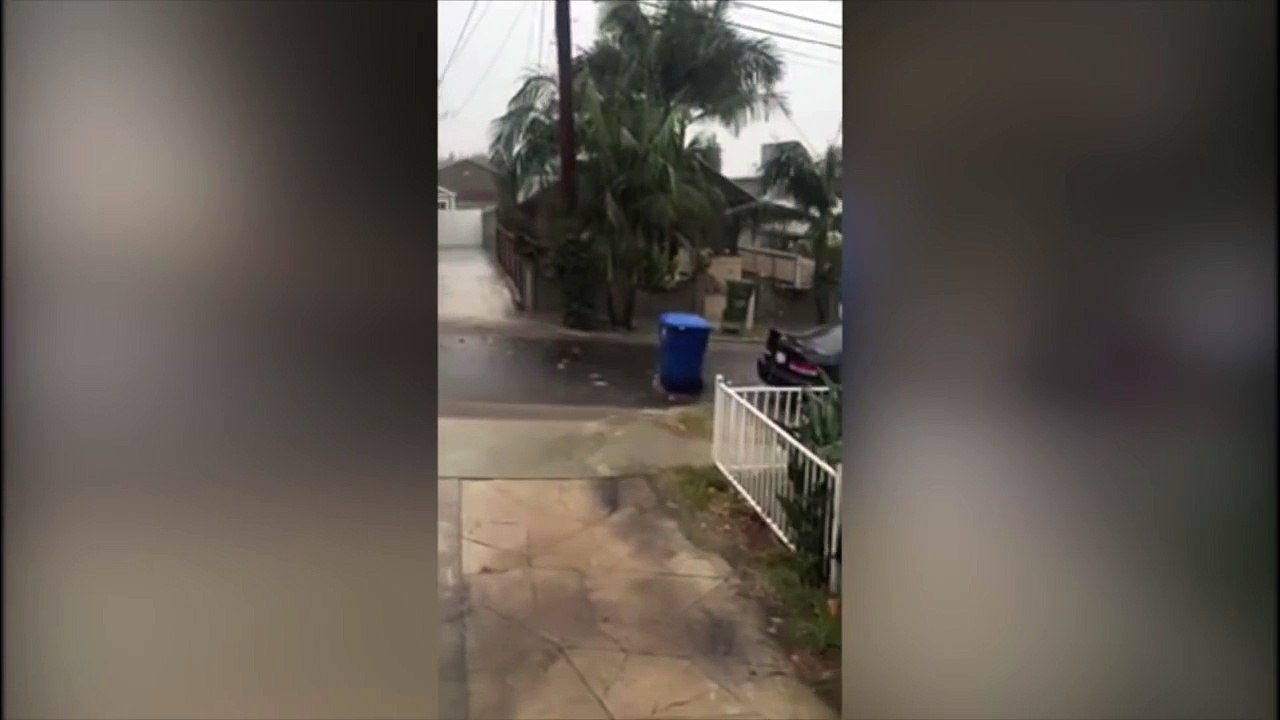 Extremely rare migration caught on camera