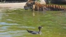 Un courageux canard nage avec un tigre du Sumatra !