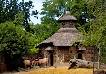 Sauvez la Fabrique des chevaux de Przewalski à la Ménagerie, zoo du Jardin des Plantes