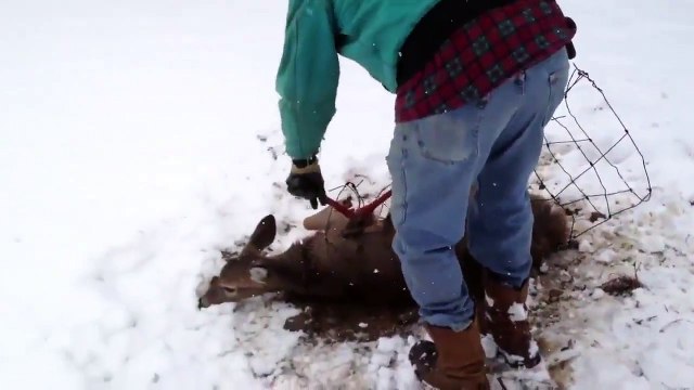 Sauvetage d’une biche coincée dans des fils barbelés !