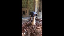 Si j'ai du retard sur le chantier c'est à cause du chien... Je vous jure!
