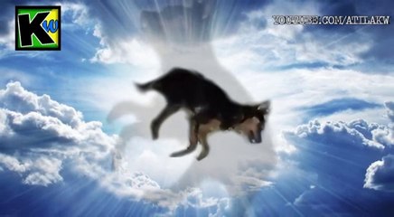 Homenagem Ao Magrelinho