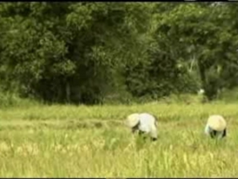 hoai co - ngoc son