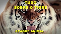 Tigres - Ataque Animal # 002