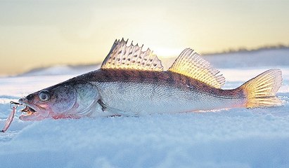 Ловля судака со льда