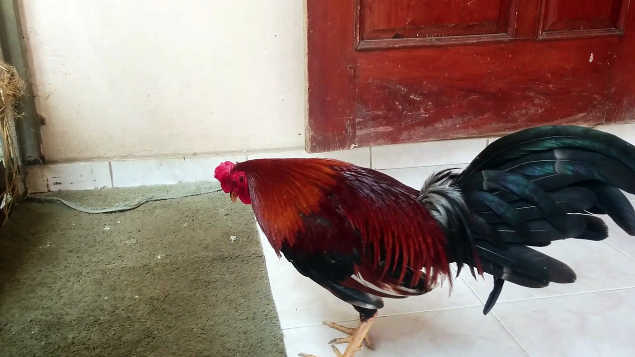 Como Ven Este Gallito.