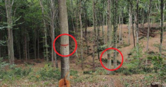 Orman Müdürlüğü: Ağaçlar Korunmak Amacıyla İşaretlenmiştir