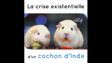 Un cochon d'Inde a une crise existentielle