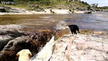 Ce chien sauve son compagnon canin malmené par une rivière en furie !