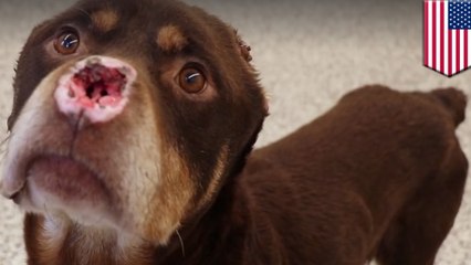 $35k reward offered to find who butchered this Detroit dog