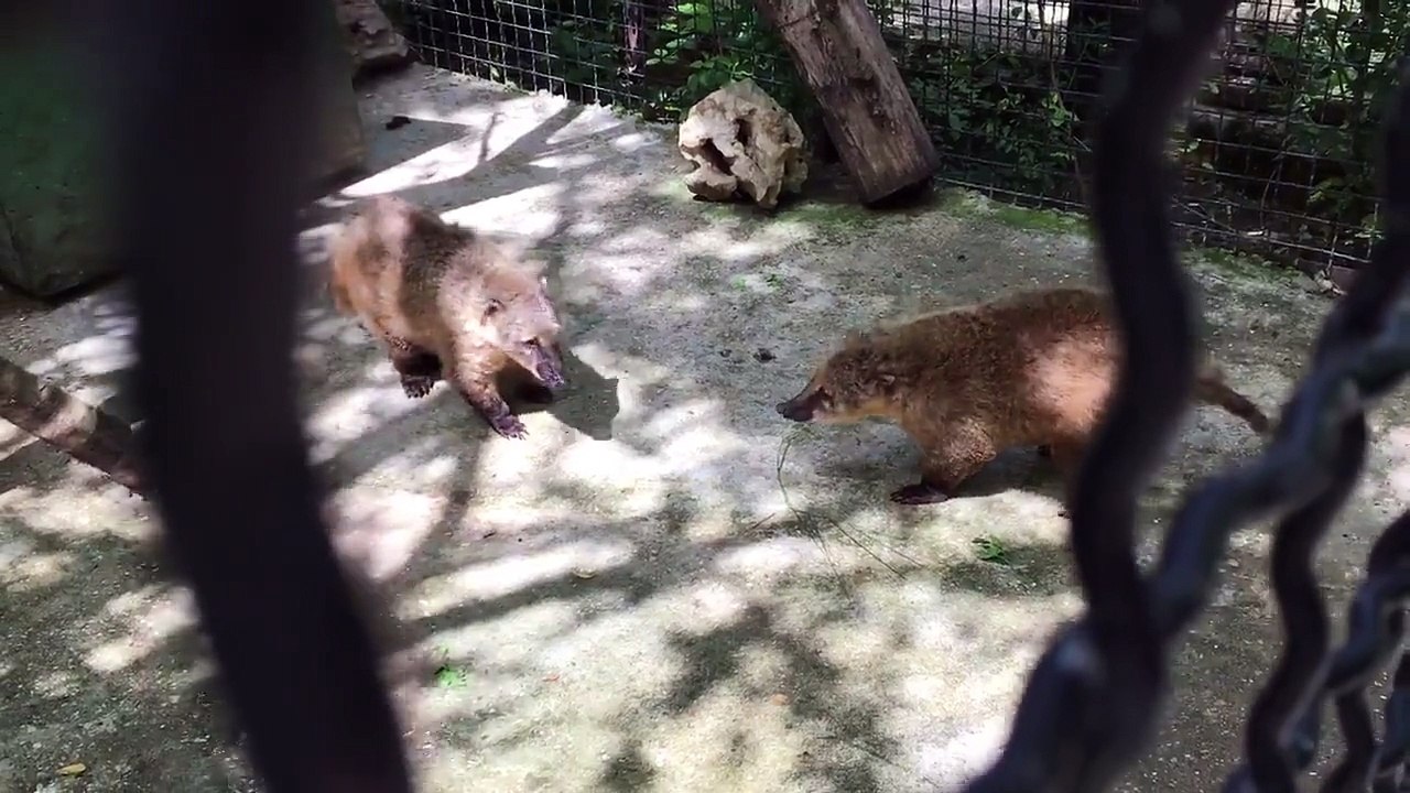 Ces 2 animaux sont totalement synchro pendant leur face à face