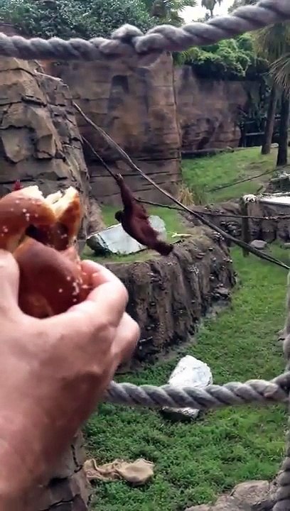 Ces 2 animaux sont totalement synchro pendant leur face à face