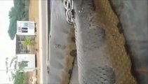 Des ouvriers découvrent un anaconda de 10 mètres de long !