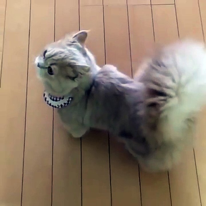 Regardez la queue en panache de ce chat.. Un vrai petit écureuil