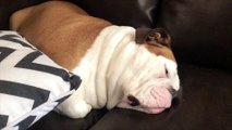 Sleeping Bulldog Has Adorable Snore