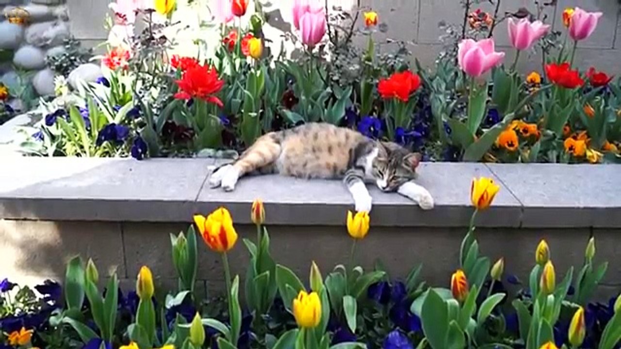Коты и кошки на природе