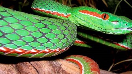 10 HABILIDADES INCRÍVEIS DOS ANIMAIS !