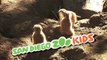 San Diego Zoo Kids - Meerkats