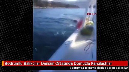 Bodrumlu Balıkçılar Denizin Ortasında Domuzla Karşılaştılar
