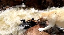 Dramatische Rettung: Mutiger Hund rettet vierbeinigen Kumpel vor dem Ertrinken
