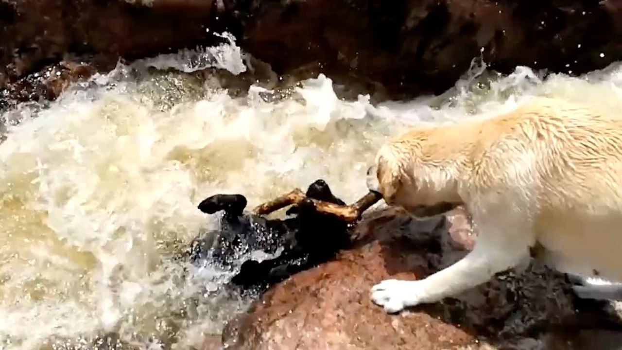 Dramatische Rettung: Mutiger Hund rettet vierbeinigen Kumpel vor dem Ertrinken