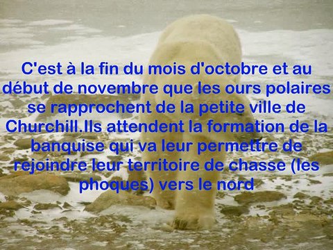 ours polaires : Observation de la migration des ours polaires grand nord