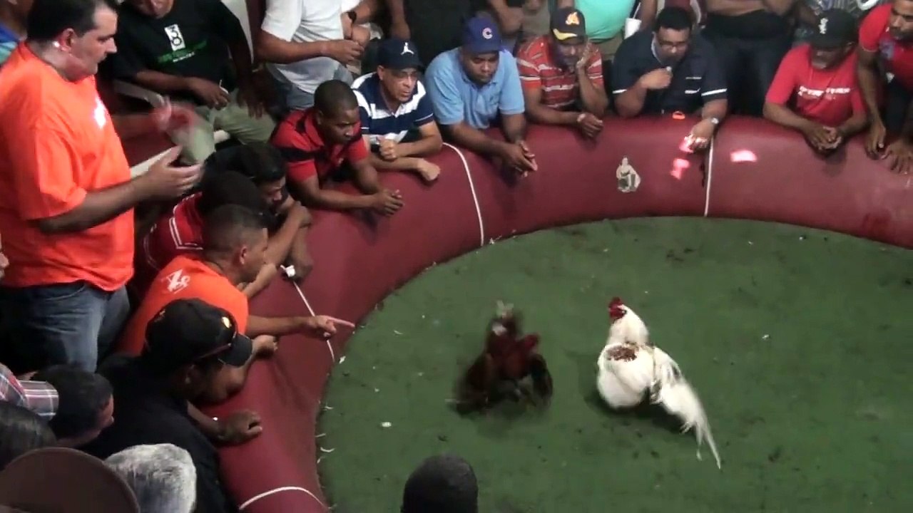 4ta Pelea Canelo de Edwin Colon !!
