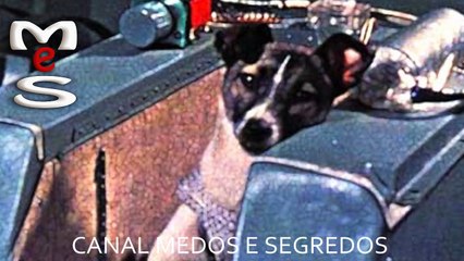 A triste história do primeiro cão no espaço