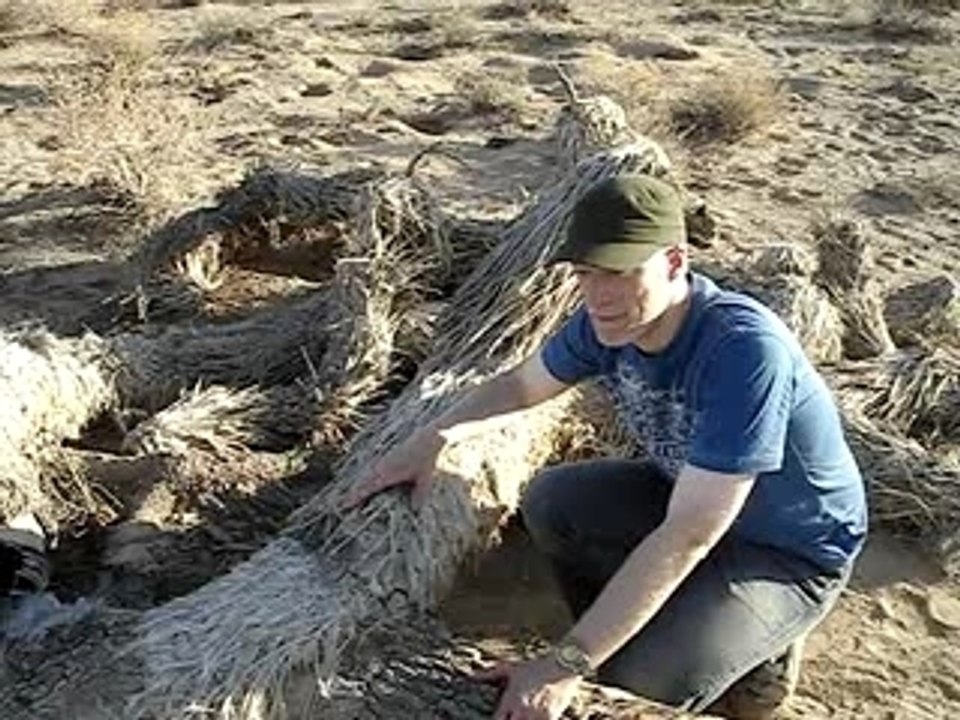 Joshua Tree The Trip