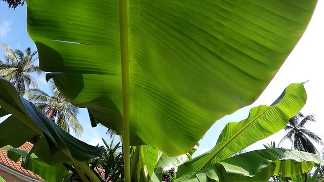 Testing GoPro Hero4 Silver underwater for the first time, Koh Phangan, Thailand