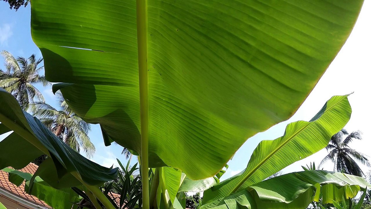Testing GoPro Hero4 Silver underwater for the first time, Koh Phangan, Thailand
