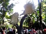 gembira loka burung pintar, bener-bener burung ajaib bisa joget